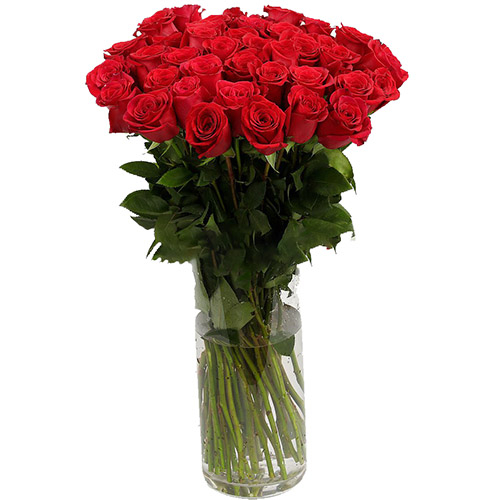 фото товара Троянда імпортна червона (поштучно) | «Роза ЖТ»