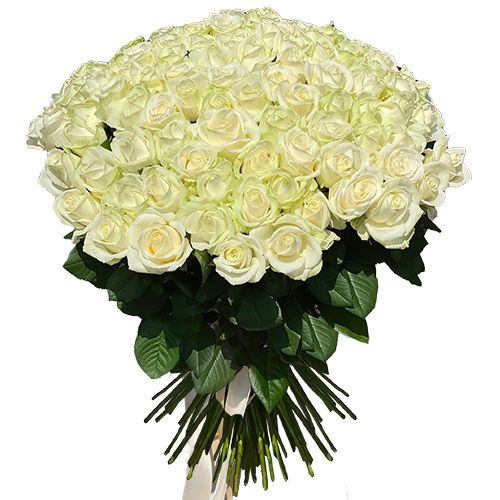 Фото товара 101 троянда біла в Житомире