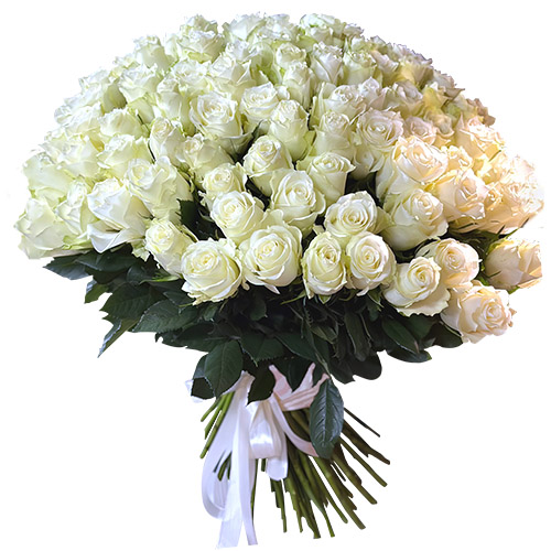 Фото товара 101 белая импортная роза в Житомире